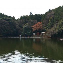 やる気満々のアマゴたち ～岡崎トラウトポンド～